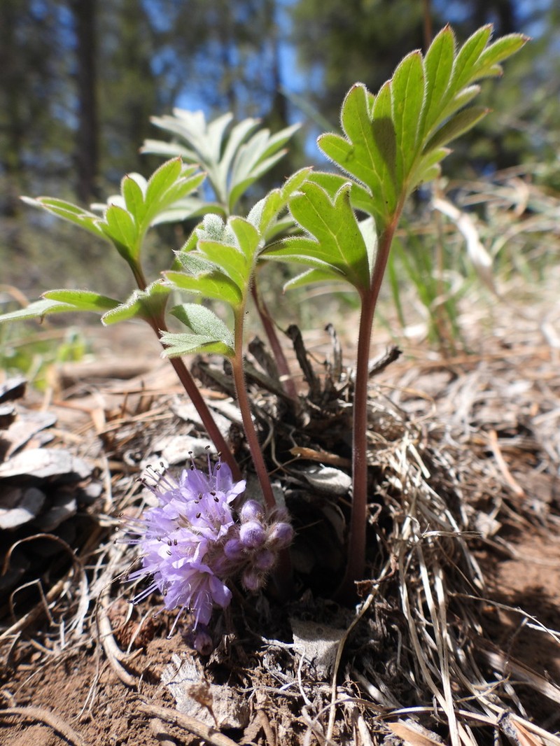 Hydrophyllum alpestre