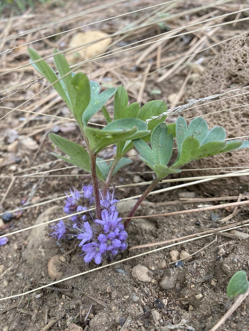 Hydrophyllum alpestre photo 2