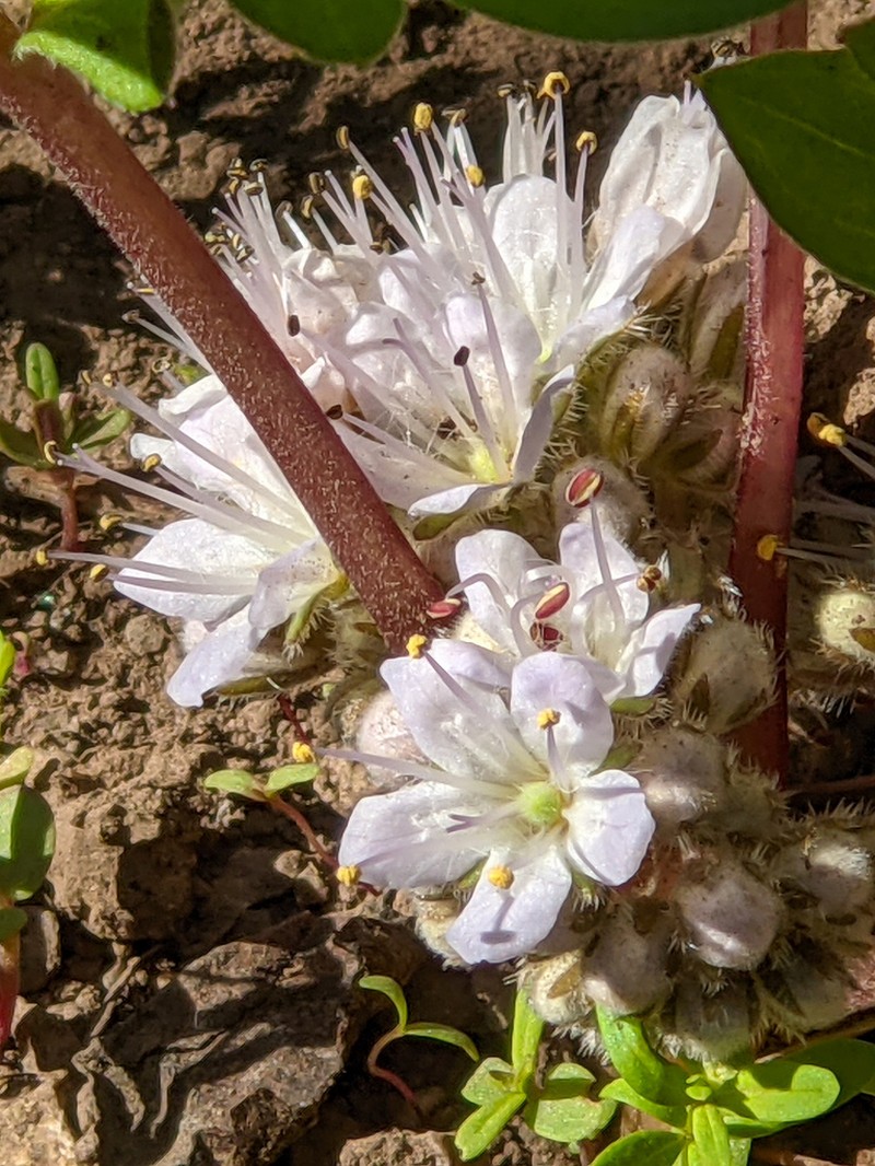 Hydrophyllum alpestre photo 3