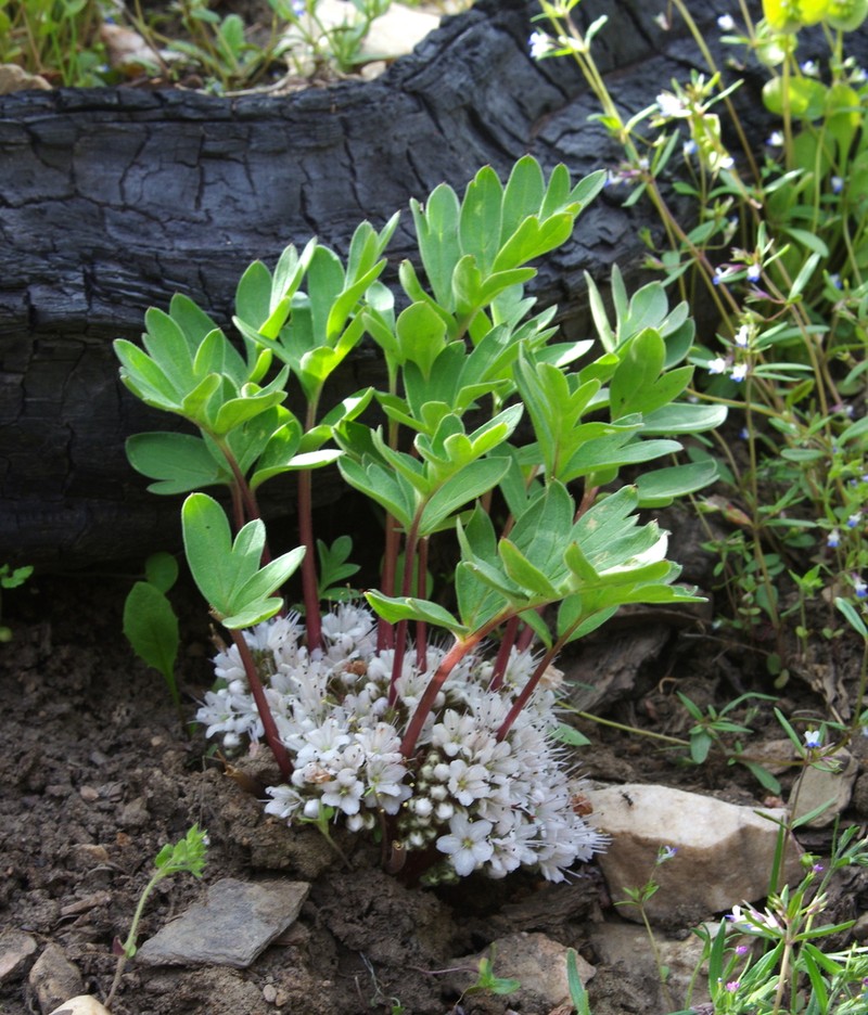 Hydrophyllum alpestre photo 4