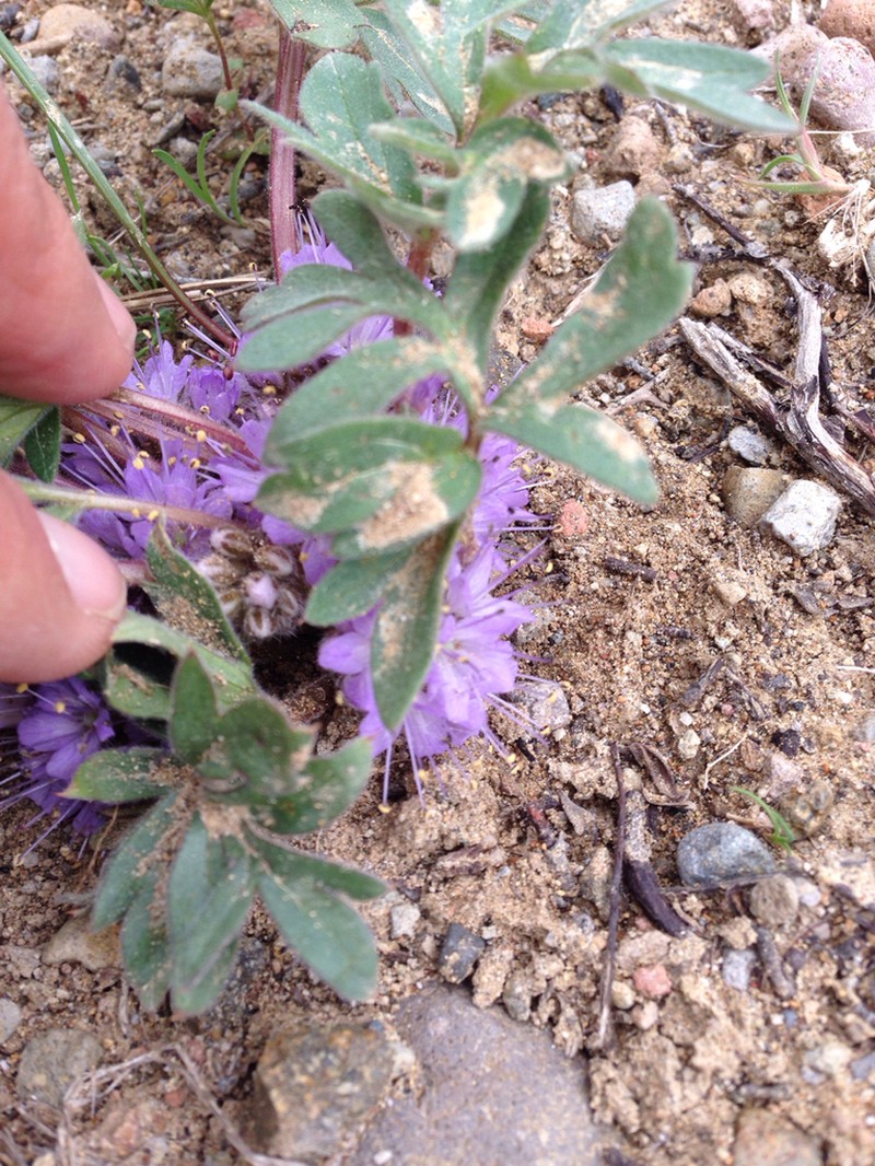 Hydrophyllum alpestre photo 5