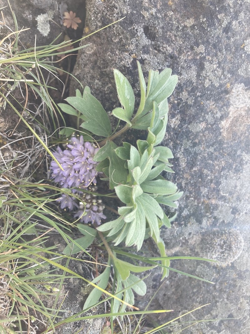 Hydrophyllum alpestre photo 6