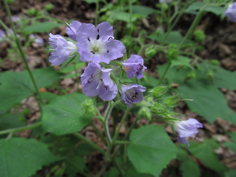Great Waterleaf photo 4
