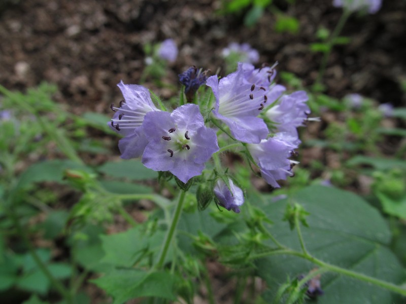 Great Waterleaf photo 5