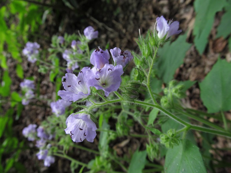 Great Waterleaf photo 6
