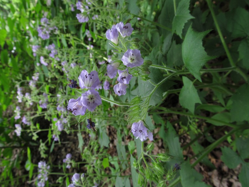 Great Waterleaf photo 7