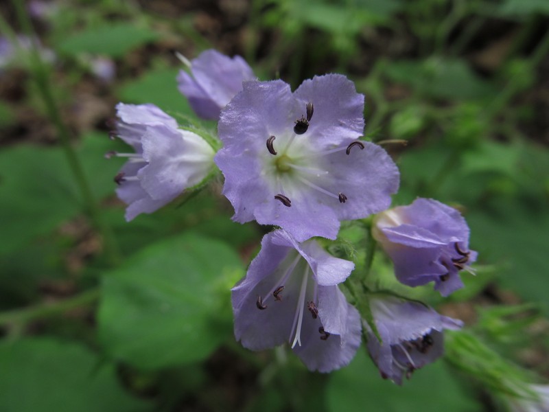 Great Waterleaf photo 2