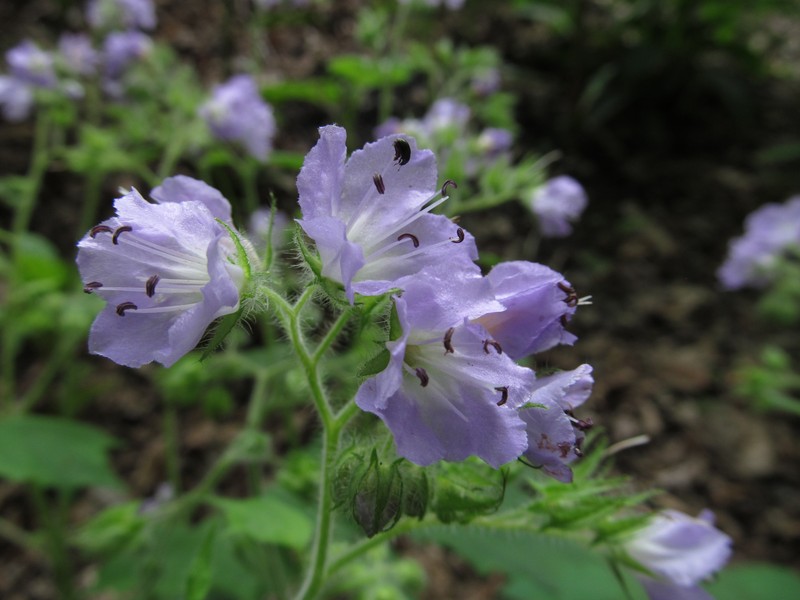 Great Waterleaf photo 3