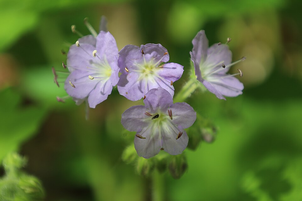 Great Waterleaf photo 8
