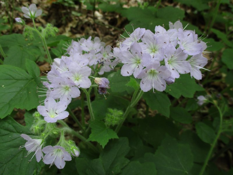 Great Waterleaf photo 9