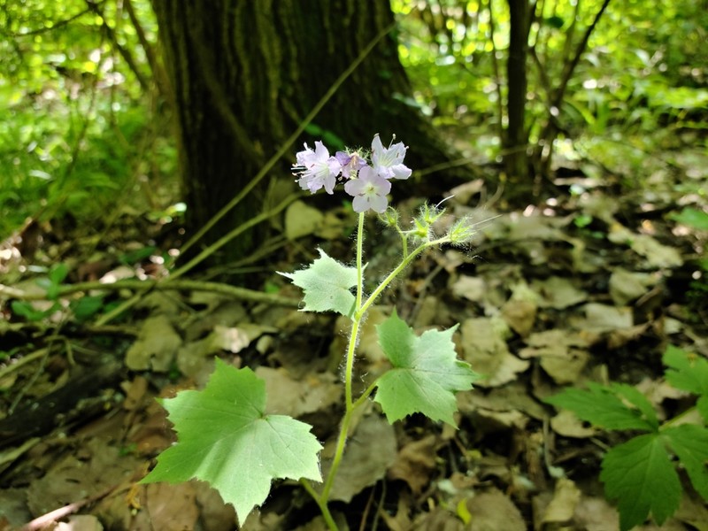 Great Waterleaf
