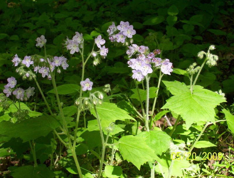 Great Waterleaf photo 2