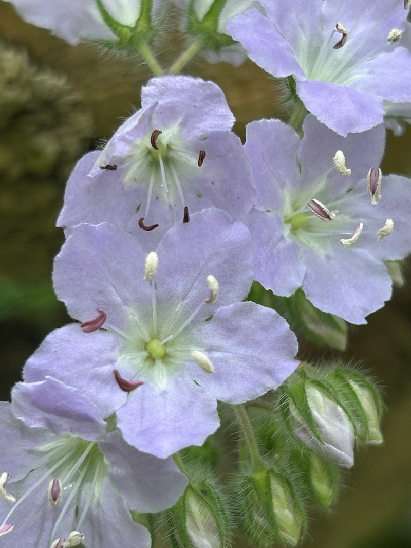 Great Waterleaf photo 3