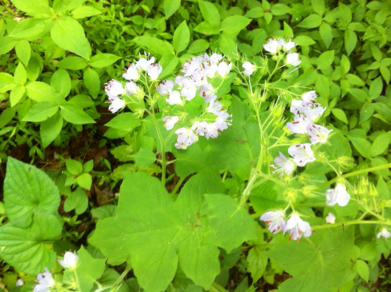Great Waterleaf photo 4