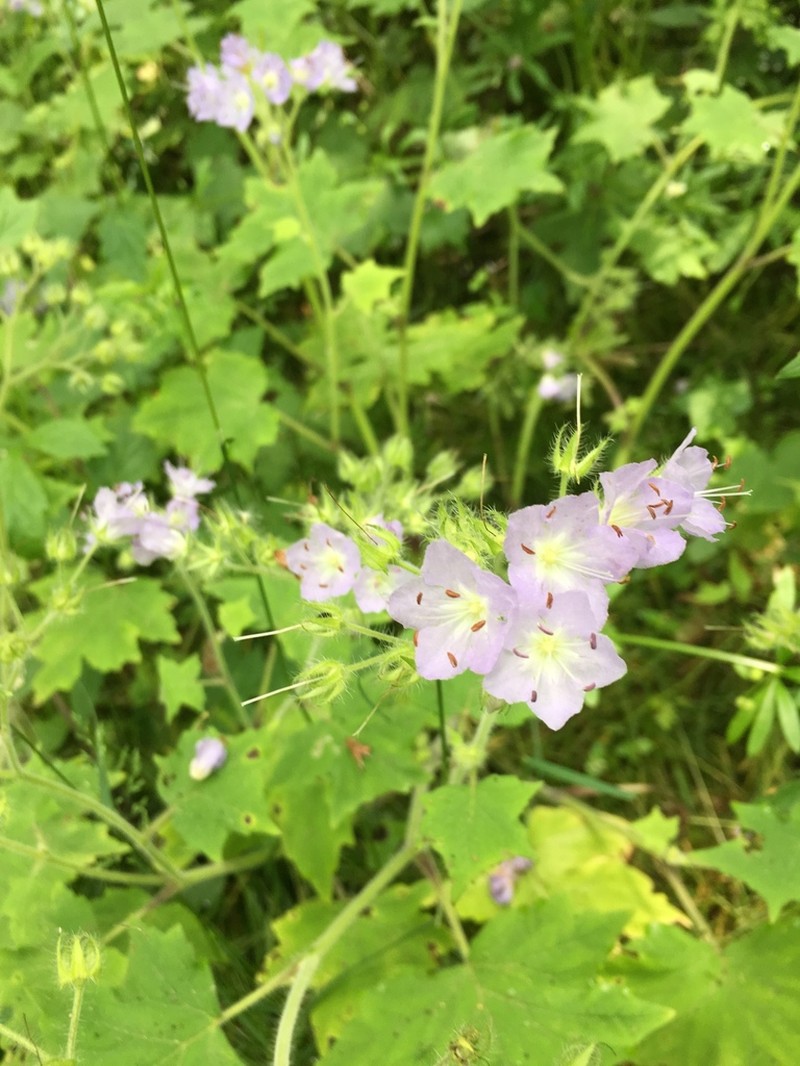 Great Waterleaf photo 5