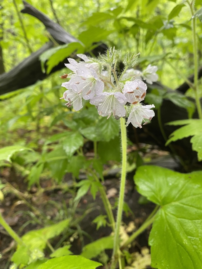 Great Waterleaf photo 6