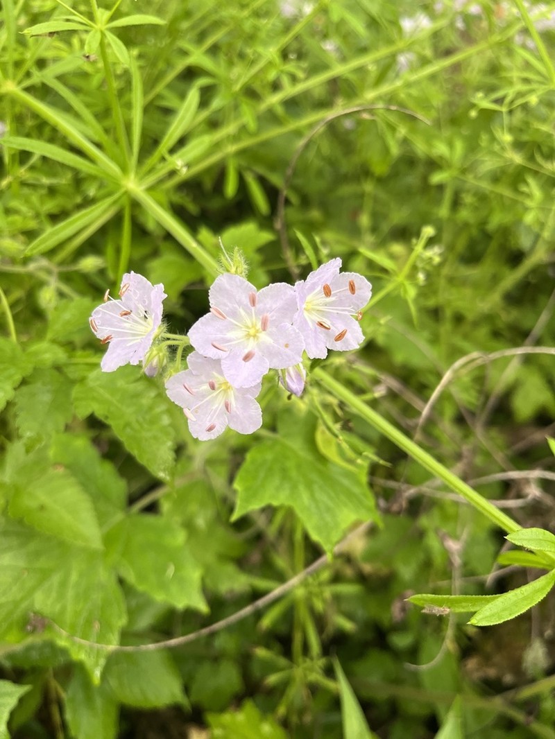 Great Waterleaf photo 7