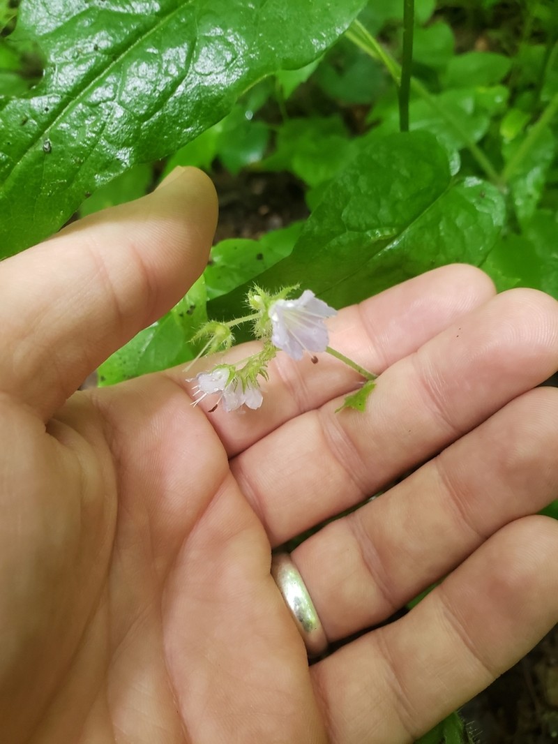 Great Waterleaf photo 8