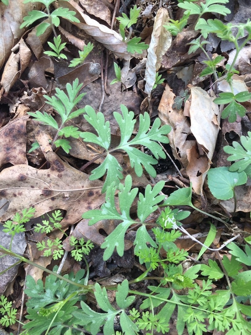 Brown's Waterleaf