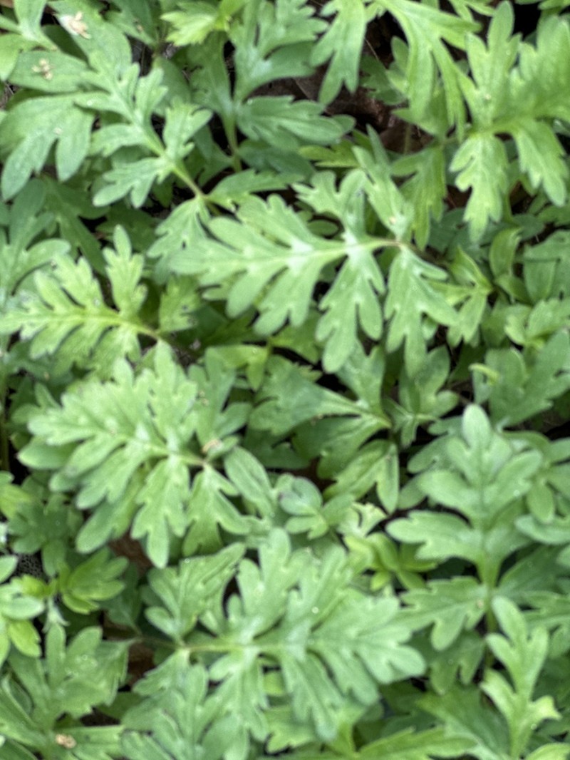Brown's Waterleaf photo 2