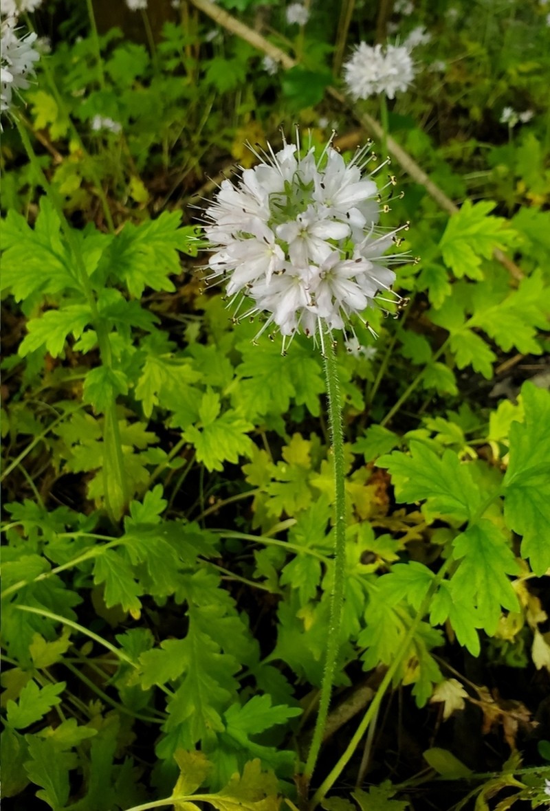 Brown's Waterleaf photo 3