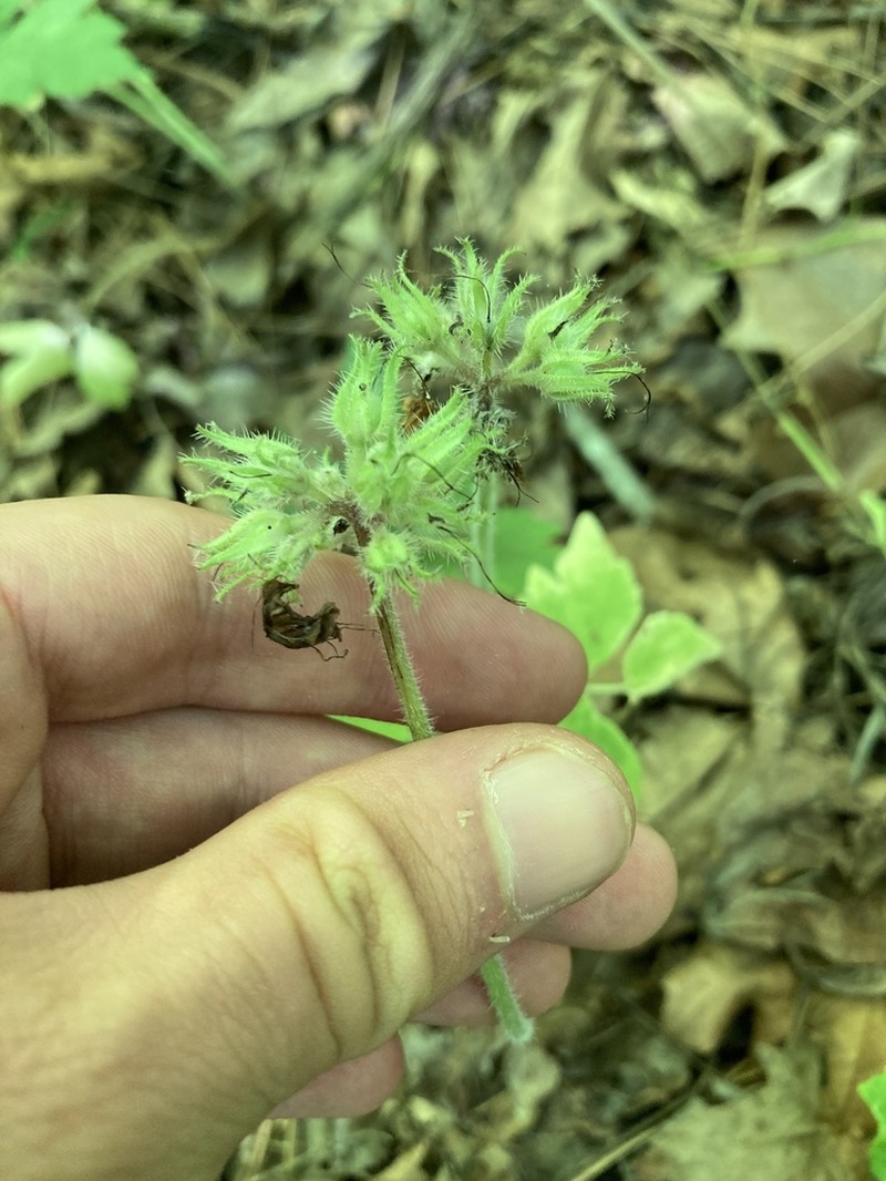 Brown's Waterleaf photo 4
