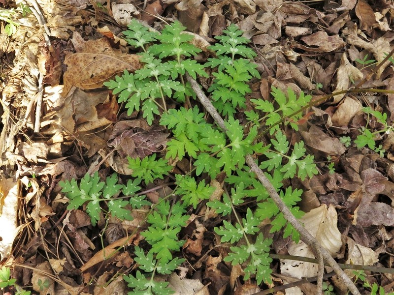 Brown's Waterleaf photo 5