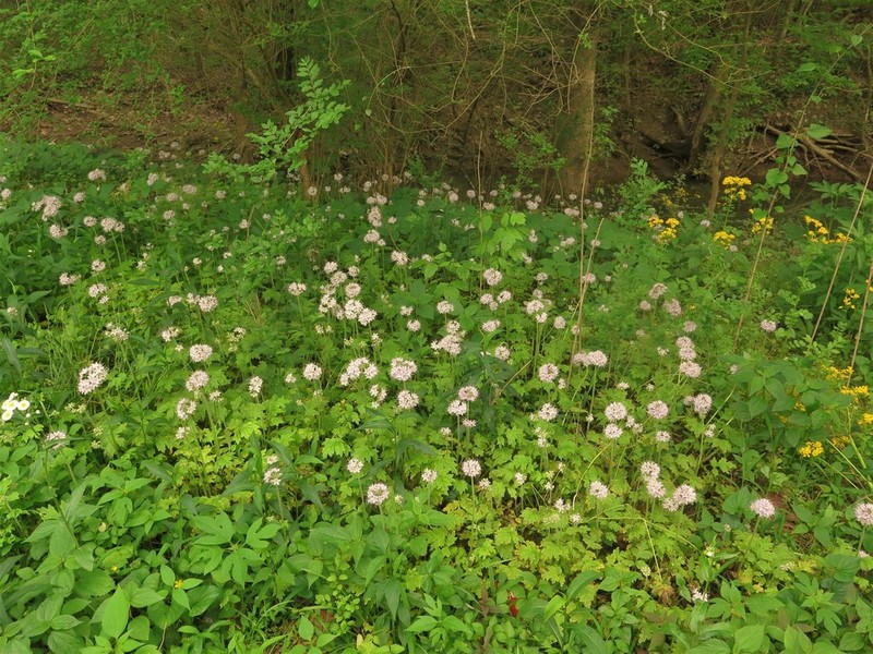 Brown's Waterleaf photo 6