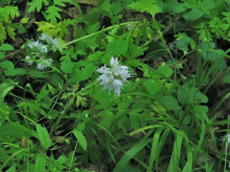 Brown's Waterleaf photo 7