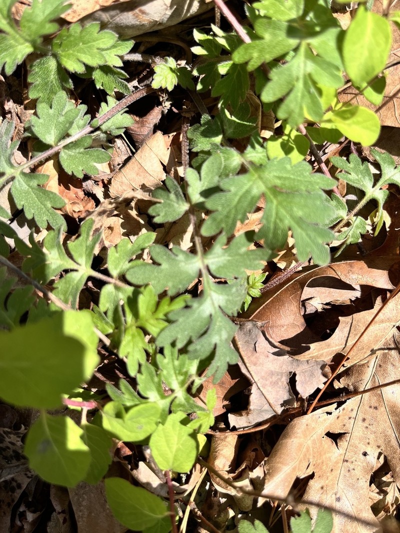 Brown's Waterleaf photo 8