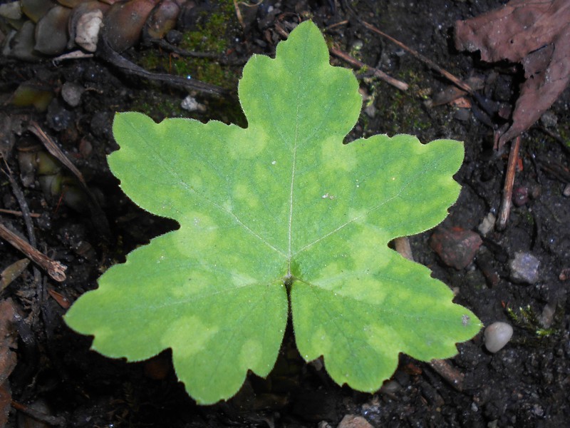 Bluntleaf Waterleaf photo 5