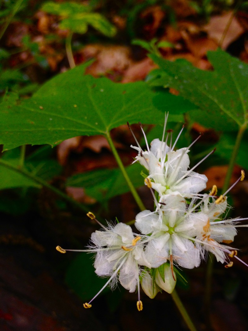 Bluntleaf Waterleaf photo 2