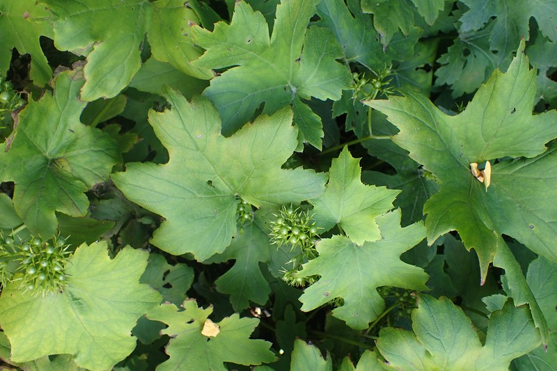 Bluntleaf Waterleaf photo 3