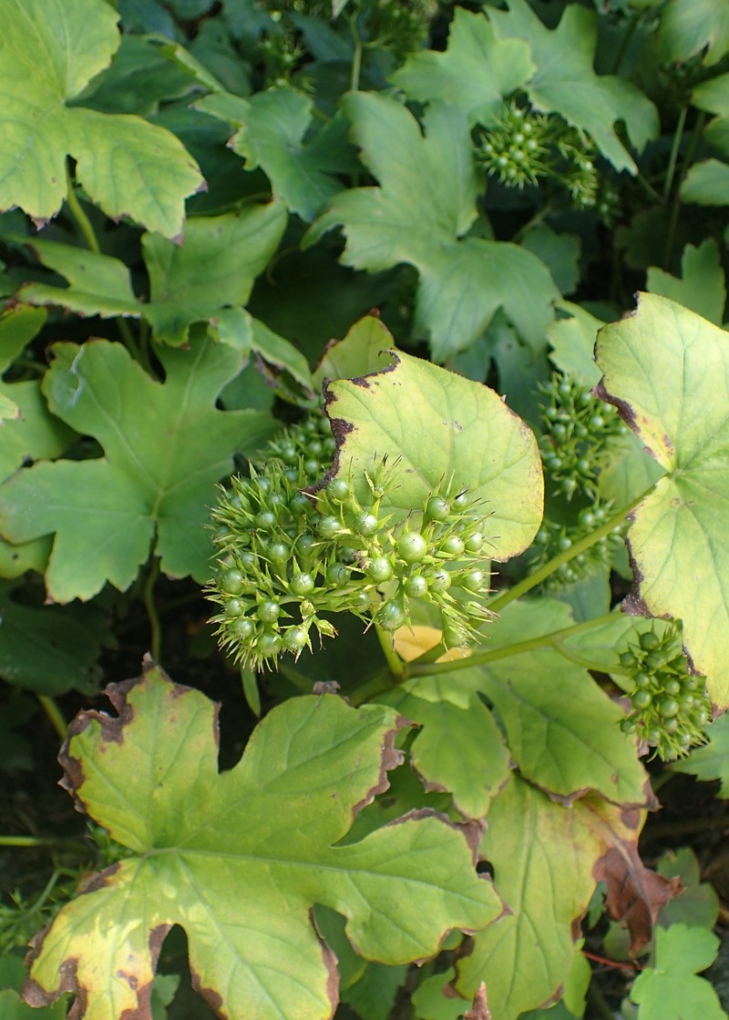 Bluntleaf Waterleaf photo 4