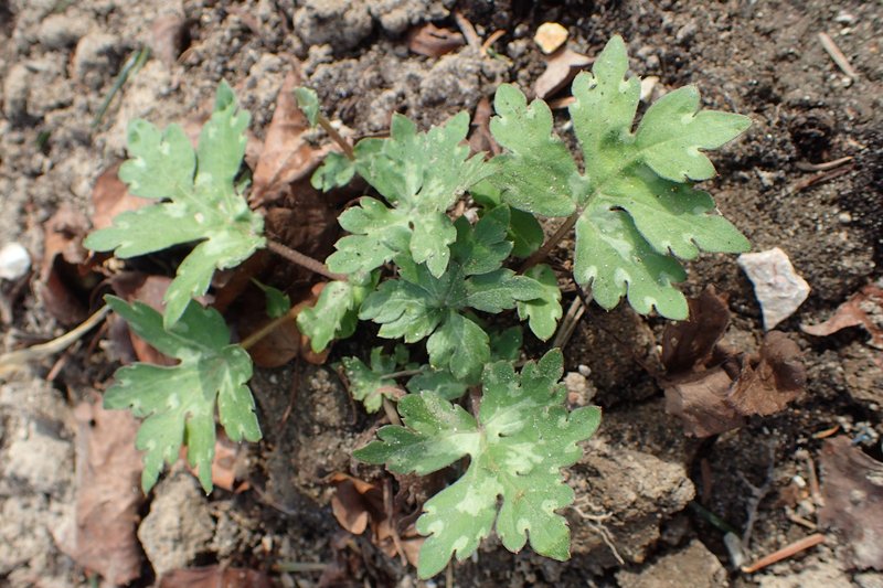 Bluntleaf Waterleaf photo 6