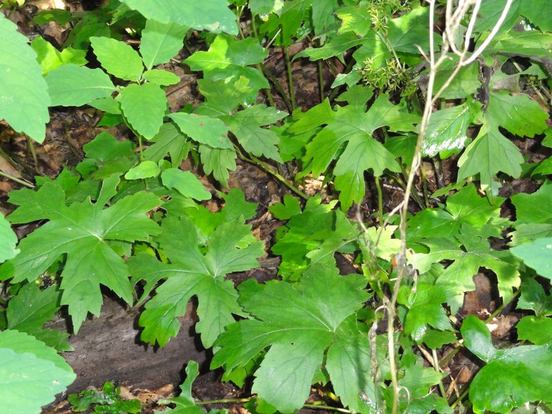 Bluntleaf Waterleaf photo 7