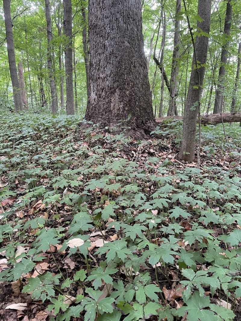 Bluntleaf Waterleaf