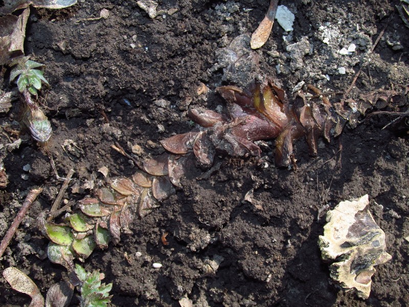 Bluntleaf Waterleaf photo 2
