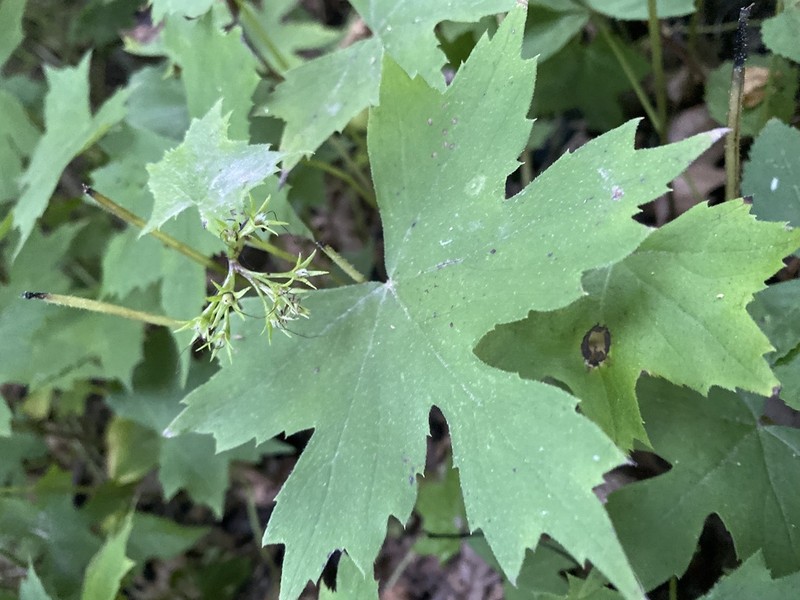 Bluntleaf Waterleaf photo 3