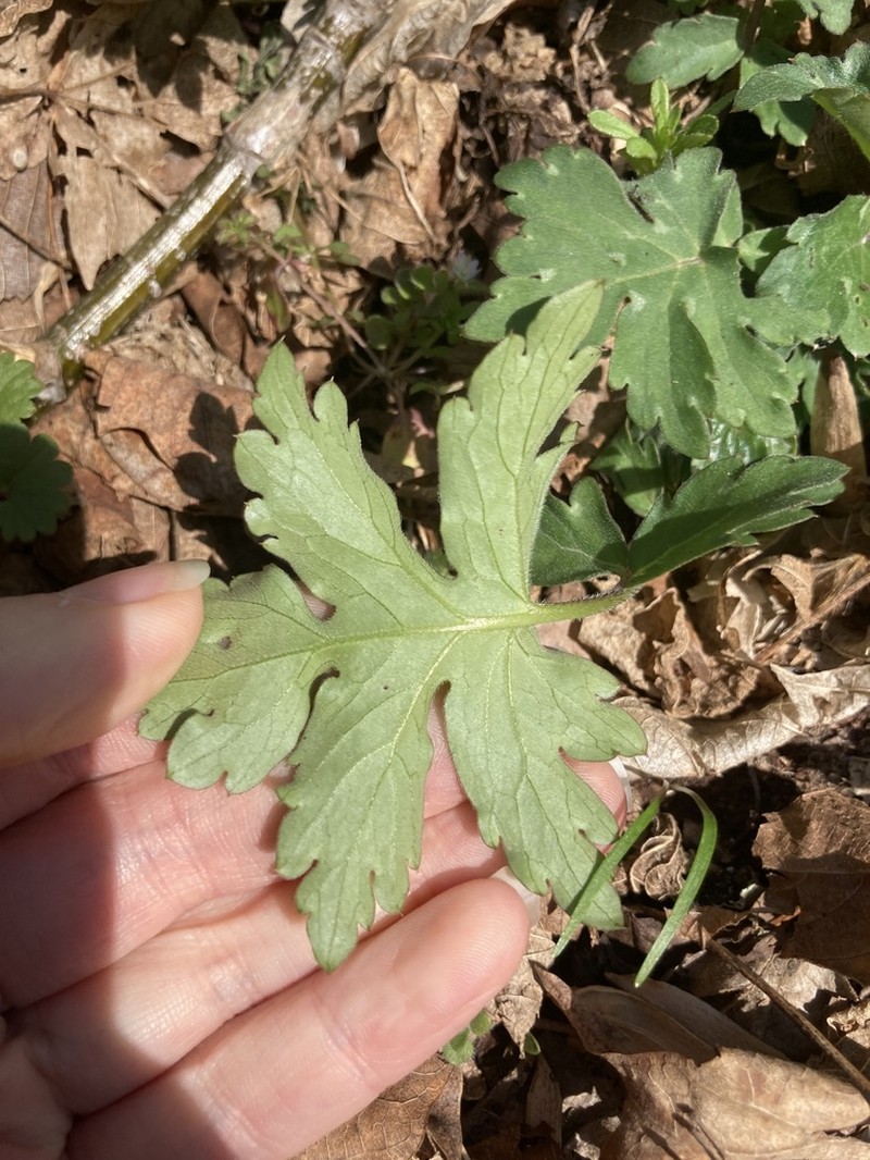 Bluntleaf Waterleaf photo 4