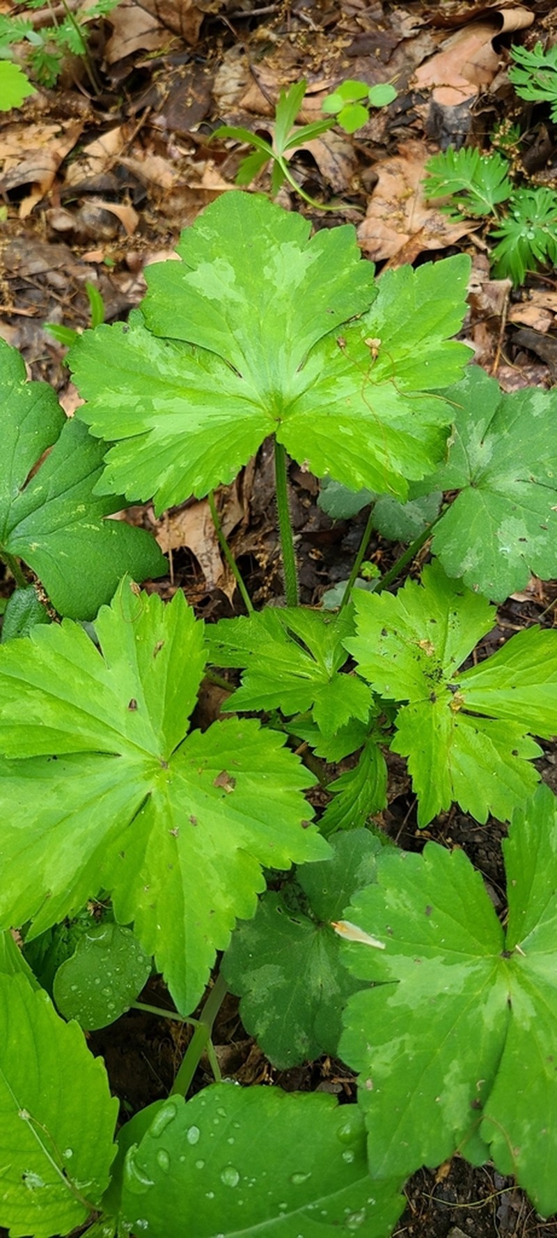 Bluntleaf Waterleaf photo 5