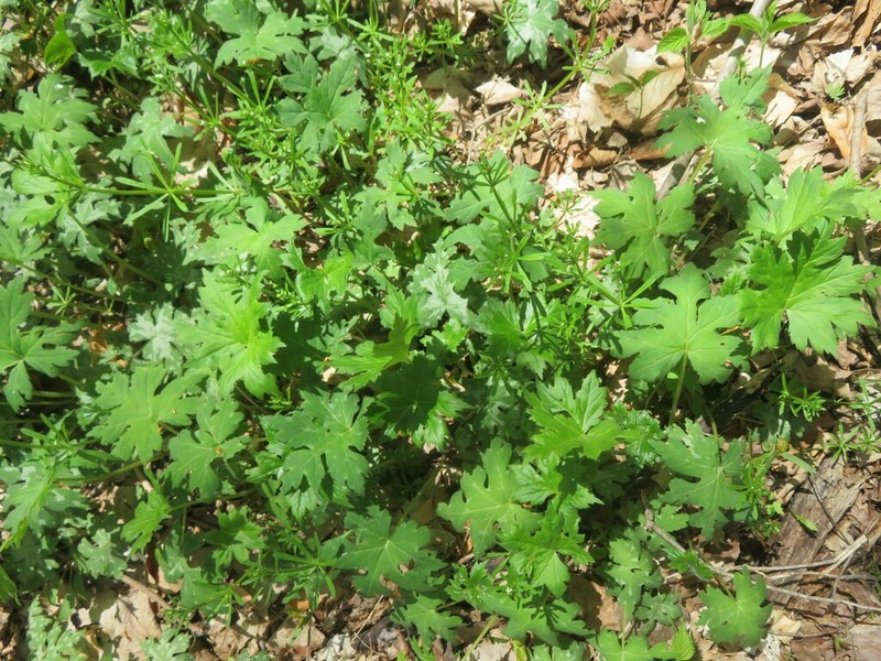 Bluntleaf Waterleaf photo 6