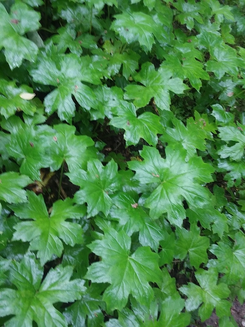 Bluntleaf Waterleaf photo 7