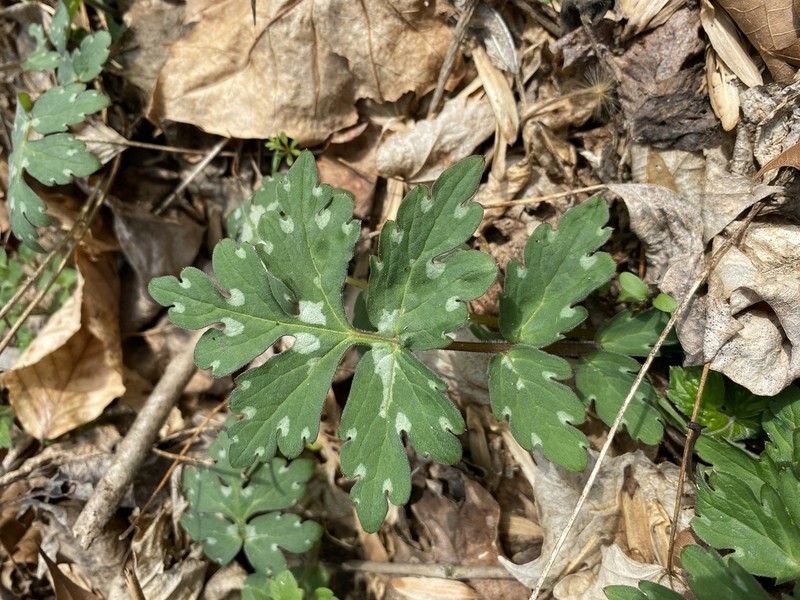 Bluntleaf Waterleaf photo 8