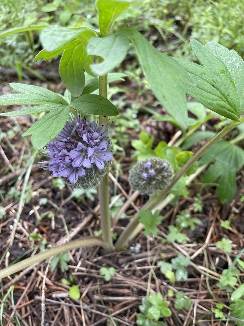 Ballhead Waterleaf