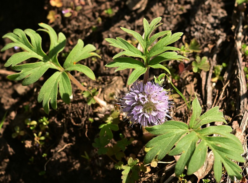 Ballhead Waterleaf photo 2