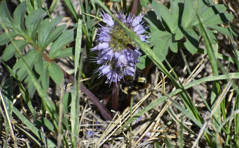 Ballhead Waterleaf photo 3