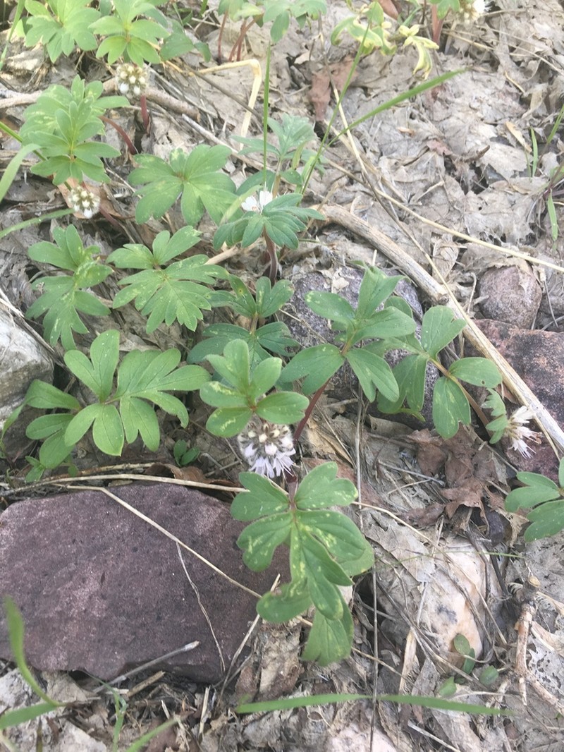 Ballhead Waterleaf photo 4
