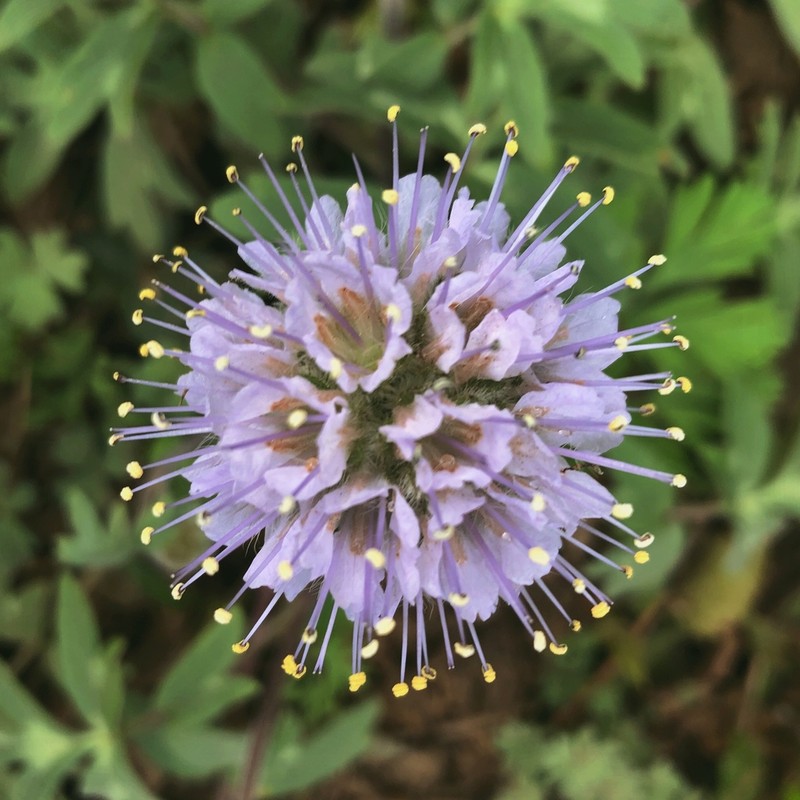 Ballhead Waterleaf photo 5