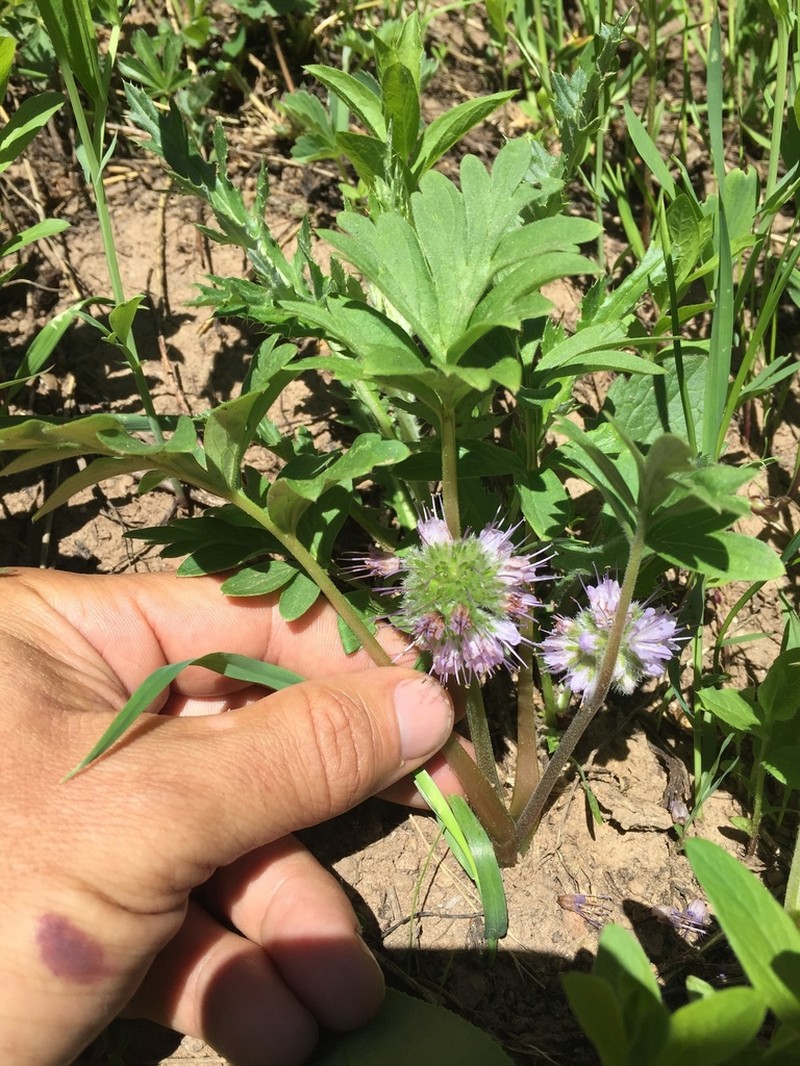 Ballhead Waterleaf photo 6